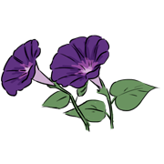 Morning glory Morning glory